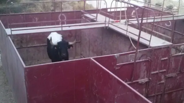 Una de las vaquillas en el corral de Pedrola