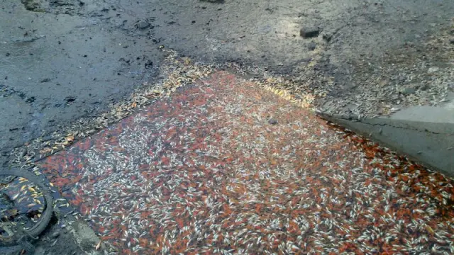 Imagen de ejemplares de pequeños peces muertos en el lago de Montecanal