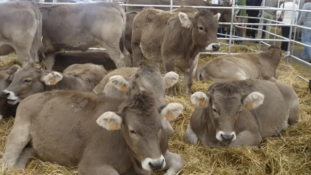El ganado es el gran protagonista de la Feria de Otoño