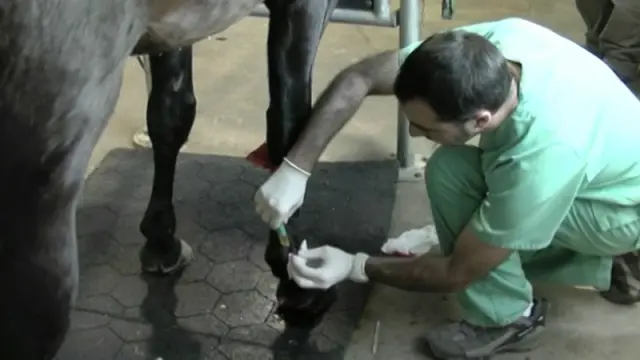 Uso de medicina regenerativa para tratar una lesión en un caballo.