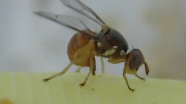 Foto de archivo de una mosca