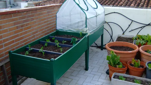 En su terraza, Ángela tiene plantadas hortalizas de temporada.