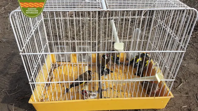 En la jaula se encontraron a seis jilgueros y un pardillo recién capturados.
