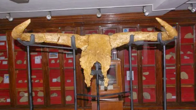 Cráneo del uro encontrado por investigadores catalanes y tunecinos