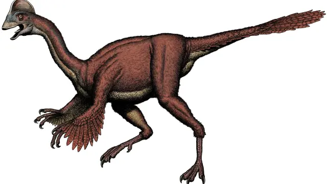 Dinosaurio bautizado como Anzu wiliei o pollo del infierno