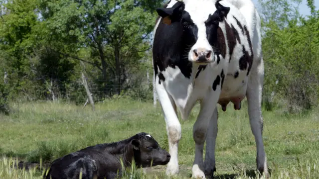 Una vaca lechera en una explotación de la provincia