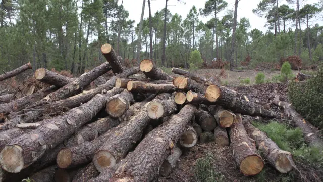 La comunidad genera unas 600.000 toneladas de biomasa forestal cada año.