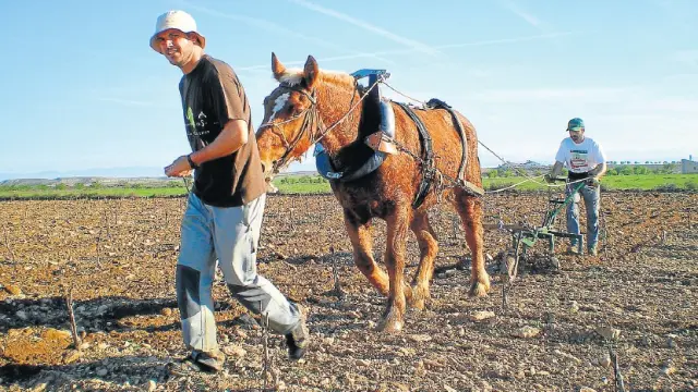 Fernando Mir guía al caballo Obélix
