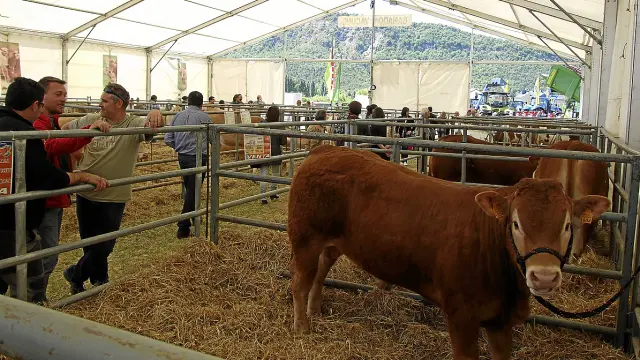 Exposición de ganado en la feria Expoforga, que se celebra este fin de semana en Puente la Reina.