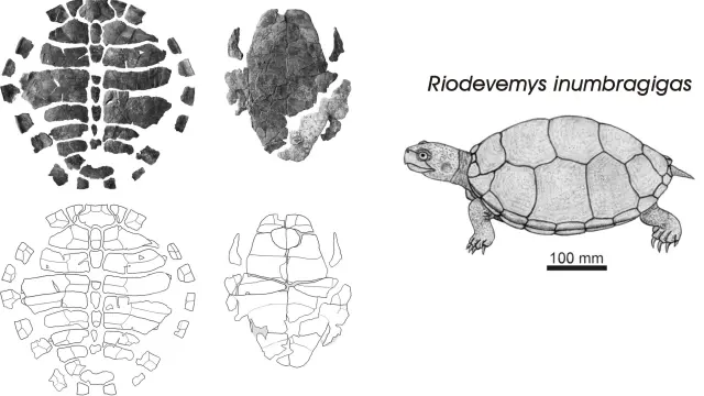 Fósiles de Riodevemys inumbragigas y su recreación en vida