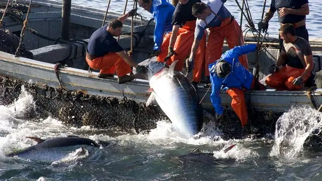 Pesca de atún rojo con el procedimiento del almadrava