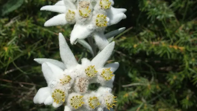 Leontopodium alpinum, popularmente "flor de nieve"