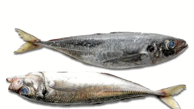 Chicharro, un pescado de los más ricos en Omega 3