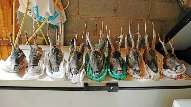 Las nueve cabezas de corzo intervenidas en un congelador del almacén de Manchones.