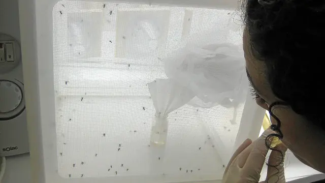 Los investigadores de la Universidad de Zaragoza (Facultad de Veterinaria) mantienen viva una colonia de estos mosquitos, que es con la que se ha probado esta investigación durante los últimos dos años y medio. El éxito es del 100%.