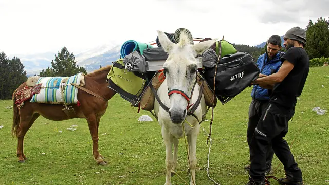 Kike Fernández carga una de las mulas para realizar un porteo.