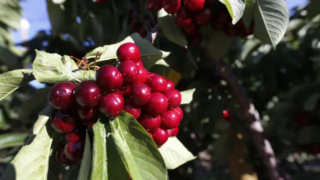 Mercadona compra 600.000 kilos de cereza en Aragón