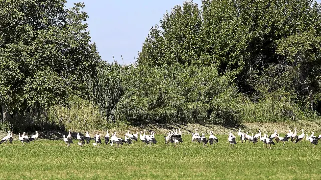 Una colonia de cigüeñas se reúne en un campo de regadío próxima al río Ebro, en el soto de Cantalobos, ayer por la mañana.
