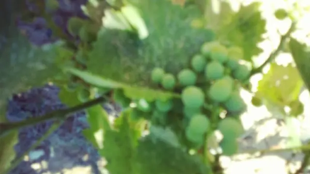 D.O. Somontano prevé recolectar un 15% menos de uva que el año pasado