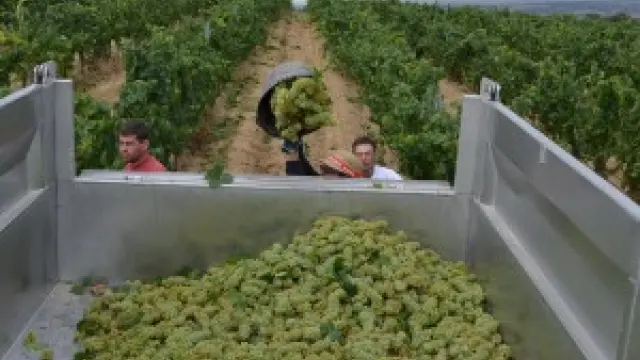 Recogida de las primeras uvas de chardonnay en los viñedos de Bodega Enate