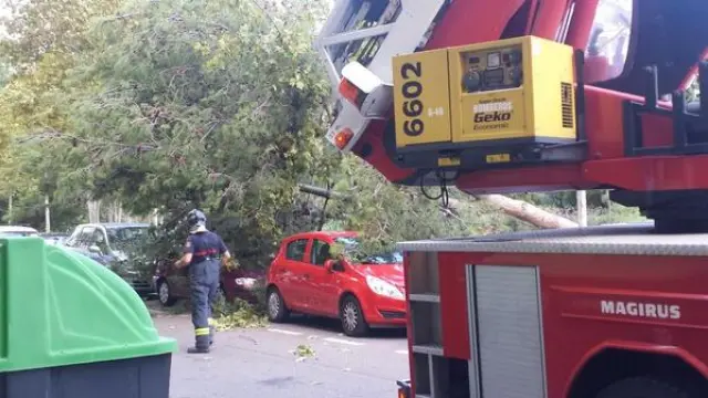 Un árbol caído en la calle Matilde Sangüesa