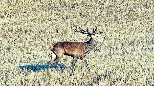 Un ciervo berreando en una jornada de la berrea en Soria