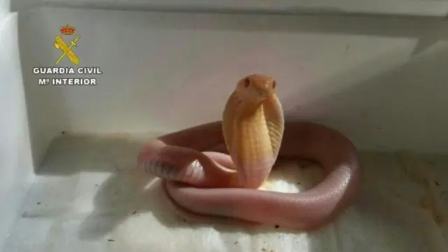 Imagen de la cobra que se escapó de casa del imputado.