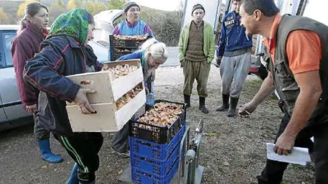 Una cuadrilla de recolectores ilegales pesa unas cestas de níscalos, en una imagen de archivo