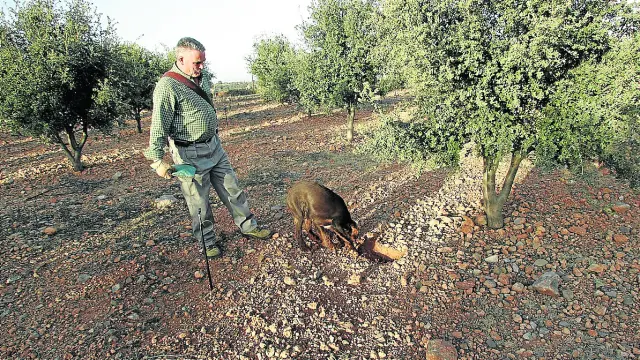 Un truficultor en plena faena de recolección en una plantación de Sarrión.
