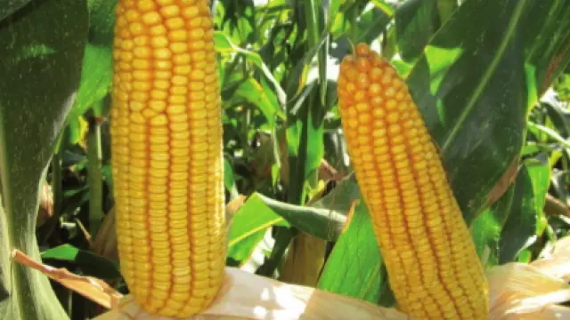 Syral Iberia utiliza solo maíz tradicional, no modificado genéticamente