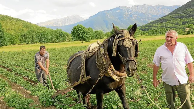 Las labores de cultivo de la patata de Chía se realizan utilizando métodos tradicionales