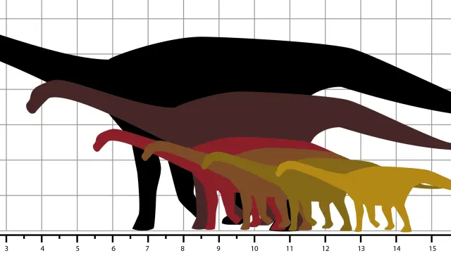 Comparativa del grupo de los saurópodos con el ser humano