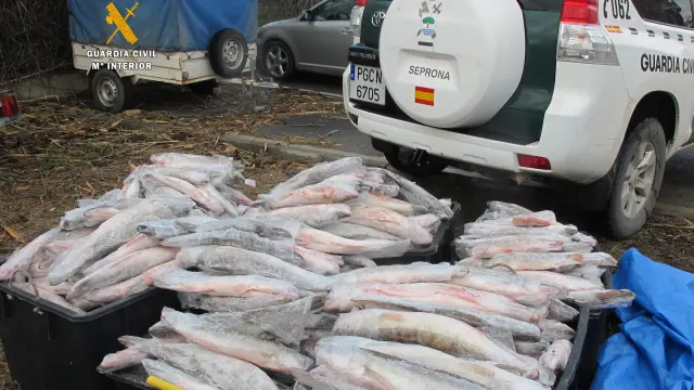 El Seprona decomisa más de 1.000 kilos de pescado congelado