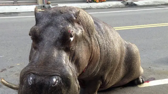 El hipopótamo que ha muerto tras saltar de una camioneta