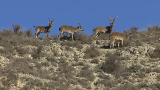 Varios ejemplares de cabra montés en los montes cercanos a Zaragoza