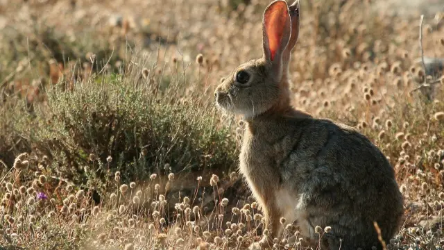 La supervivencia del conejo silvestre peligra en Aragón