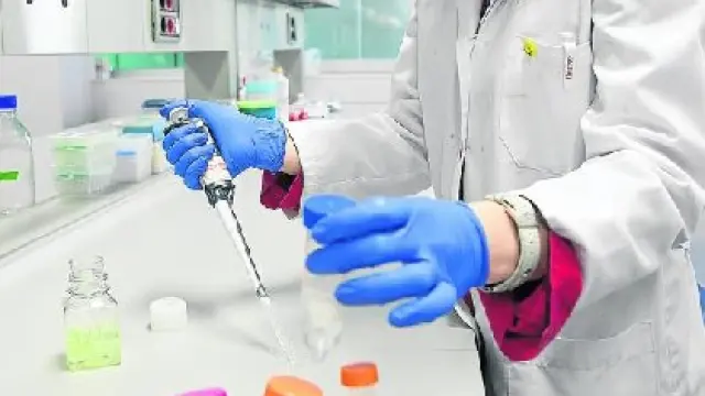 En el CIBA se alimentan células asesinas para, si prospera la técnica, ser inyectadas en los pacientes.