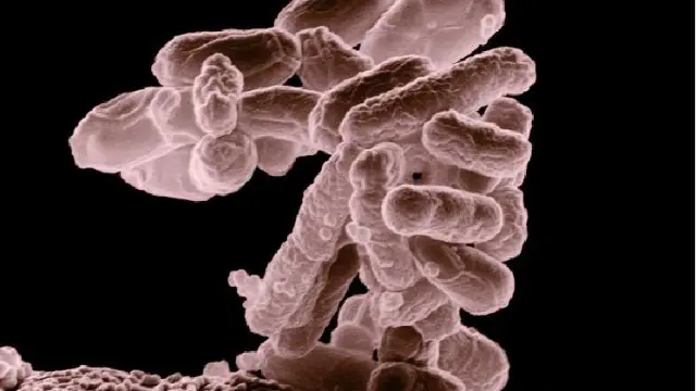 Escherichia coli, una de las muchas especies de bacterias presentes en el intestino humano y que nos ayuda en la digestión.