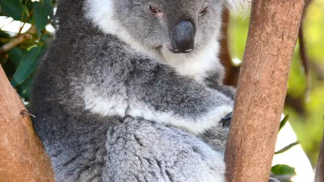 Foto de archivo de un koala