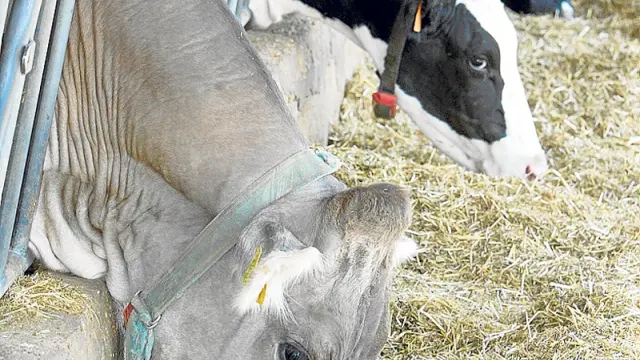 Explotación de vacas de leche en la provincia.