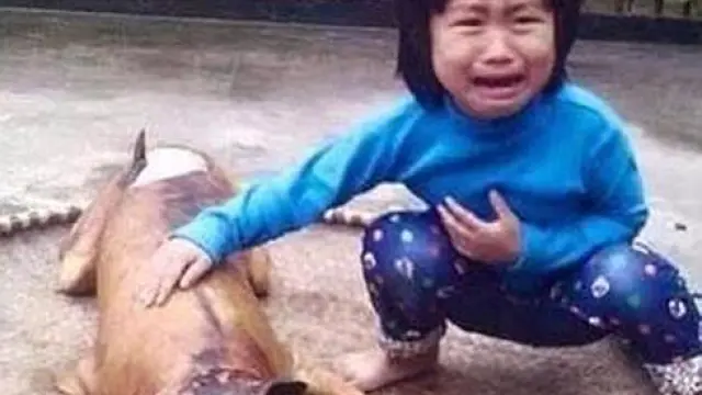Una niña reconoce a su perro desaparecido en un puesto de carne canina en Vietnam