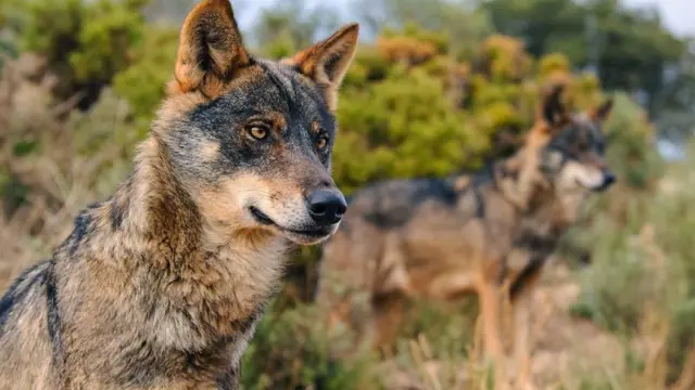 Dos lobos, en una imagen cedida por Ecologistas en Acción