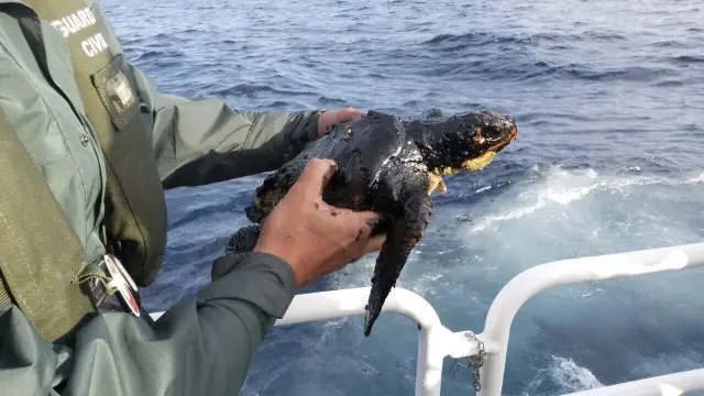 Este jueves la Guardia Civil rescató a una tortuga cubierta de fuel