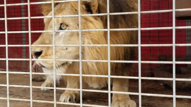 el Seprona recuperó a un león que viajaba en un circo en pésimas condiciones.