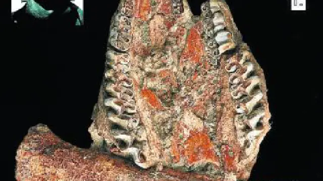 Cráneo de hiracoideo, con rasgos de roedor y rinoceronte en sus dientes.