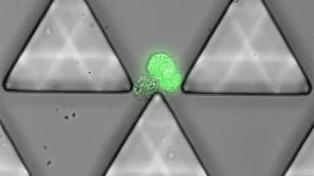 Un microchip captura grupos de células tumorales circulantes