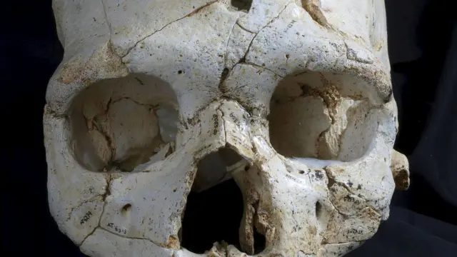 El cráneo objeto de estudio de uno de los humanos prehistóricos de Atapuerca.