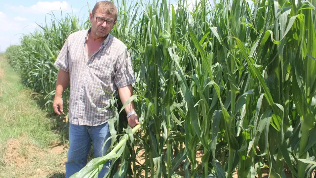 Fernando Regaño muestra los daños que el granizo ha causado en un campo de maíz de primera cosecha de Sariñena.