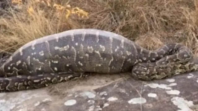 La serpiente pitón se había tragado un puercoespín de 13 kilos.