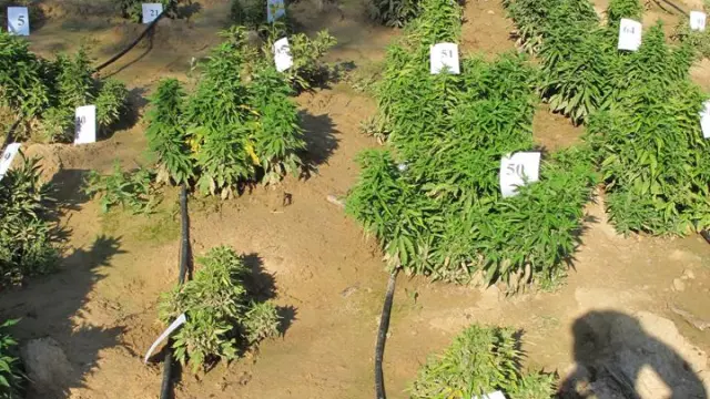 Plantación de cannabis intervenida en Maella